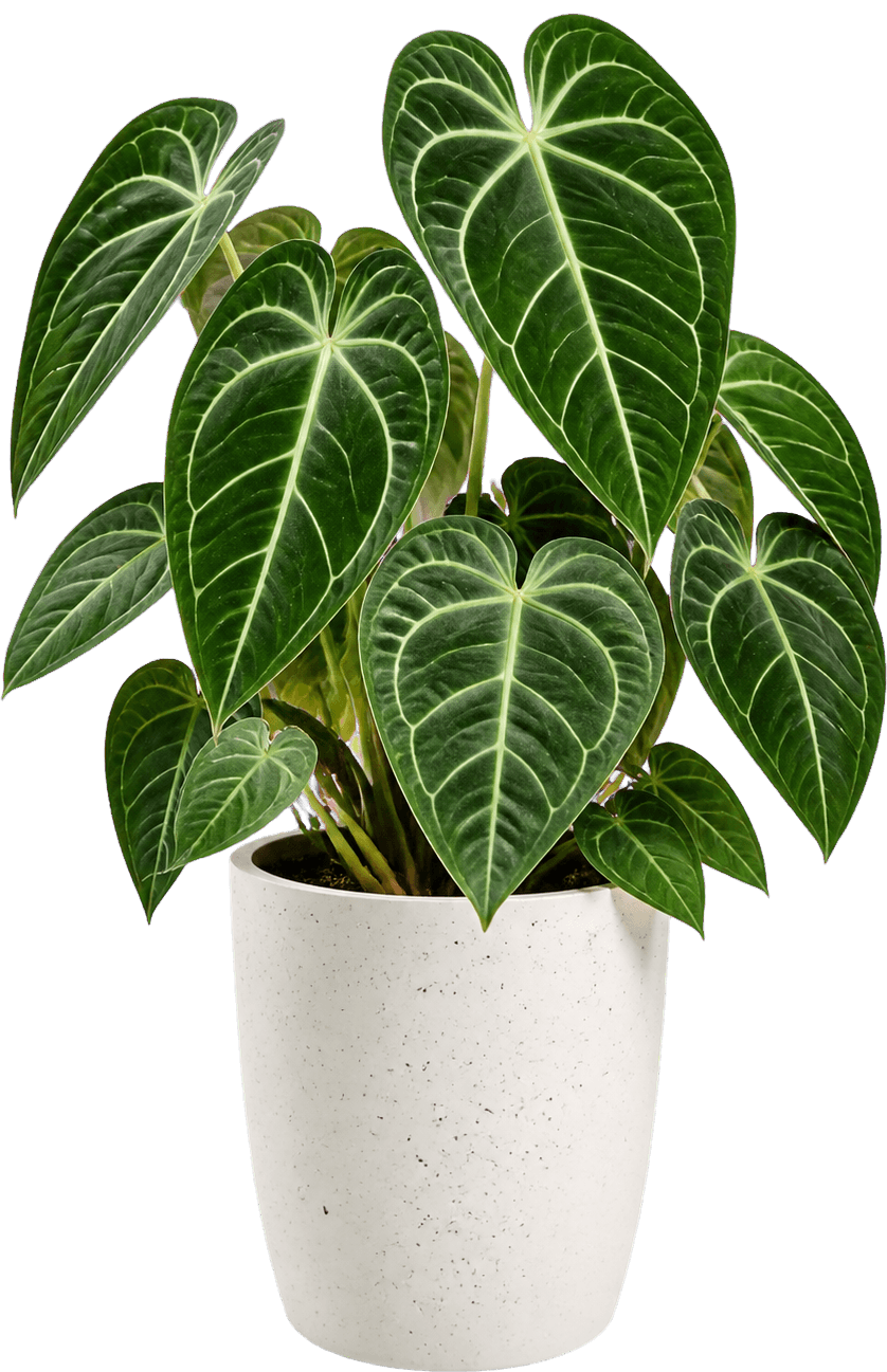 Premium Anthurium crystallinum plant in a white ceramic pot